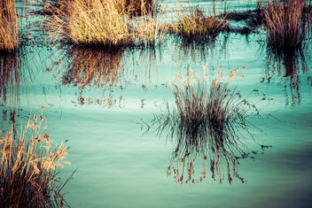 Camargue Dream - image gratuit #453219